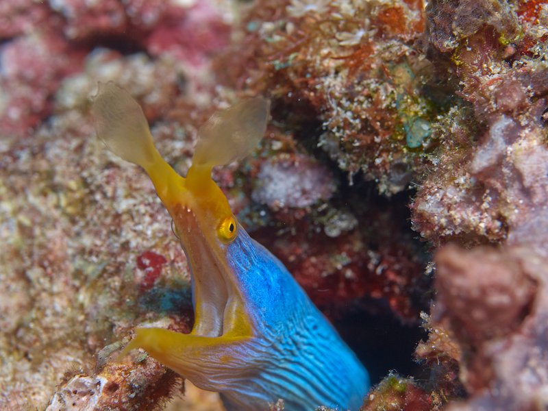 Ribbon Eel, Coral Fan Garden